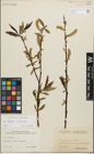 Foto von Salix fragilis L. x Salix triandra L.